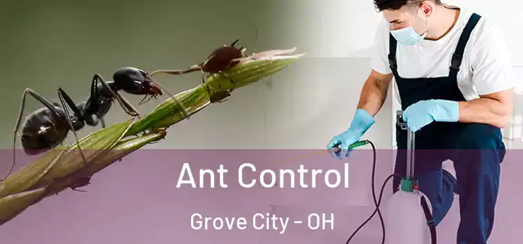  Ant Control Grove City - OH