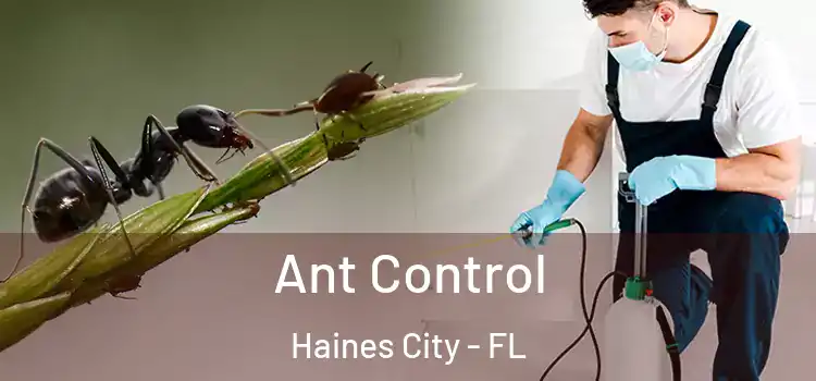  Ant Control Haines City - FL