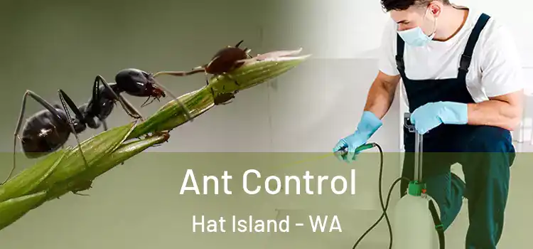  Ant Control Hat Island - WA