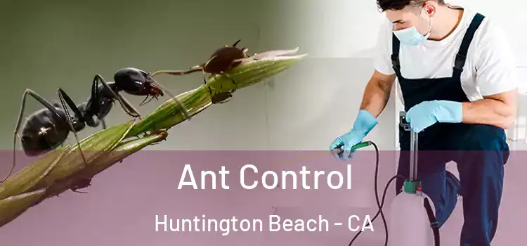  Ant Control Huntington Beach - CA