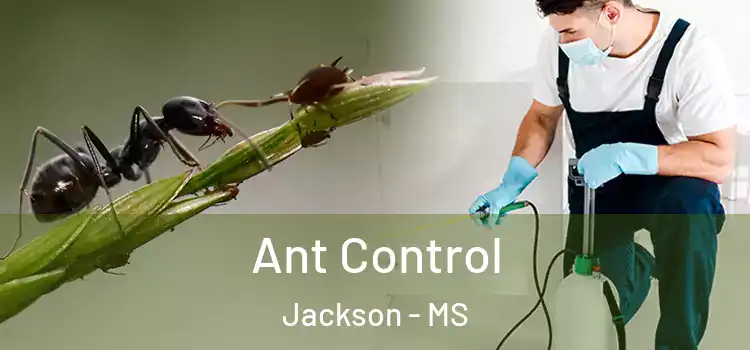  Ant Control Jackson - MS