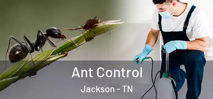 Ant Control Jackson - TN