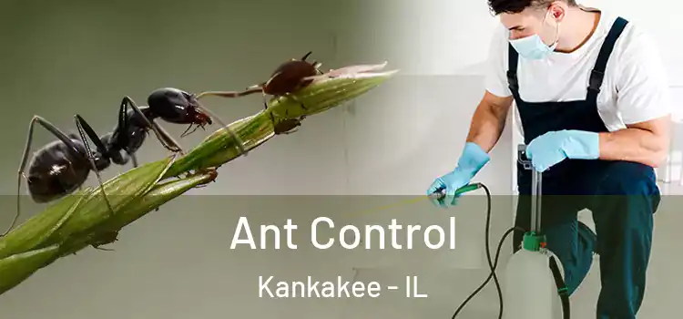  Ant Control Kankakee - IL