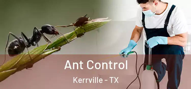  Ant Control Kerrville - TX