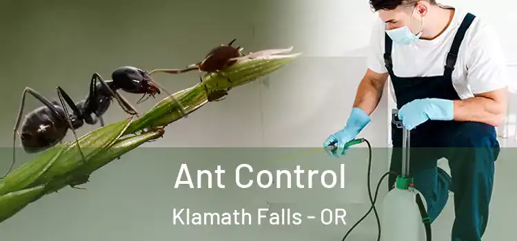 Ant Control Klamath Falls - OR