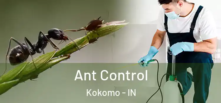 Ant Control Kokomo - IN