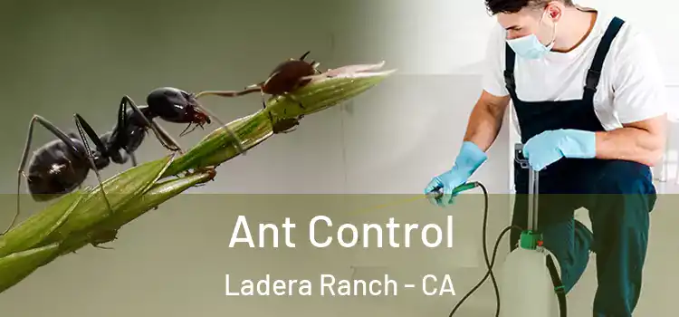 Ant Control Ladera Ranch - CA