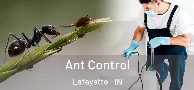  Ant Control Lafayette - IN