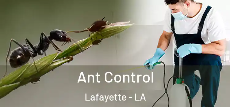  Ant Control Lafayette - LA