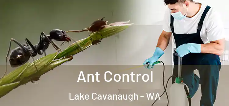  Ant Control Lake Cavanaugh - WA