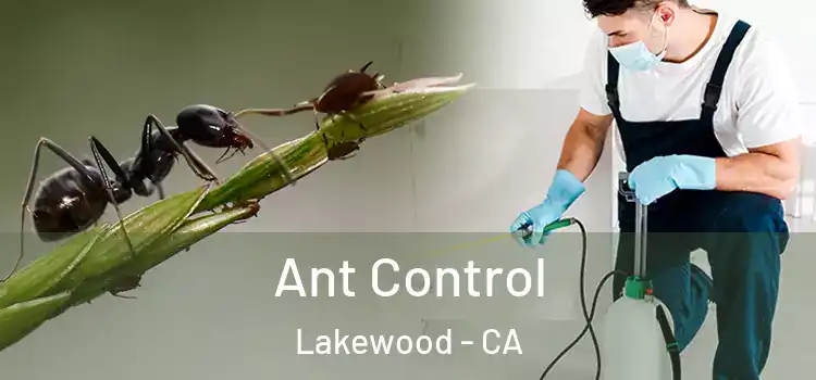  Ant Control Lakewood - CA