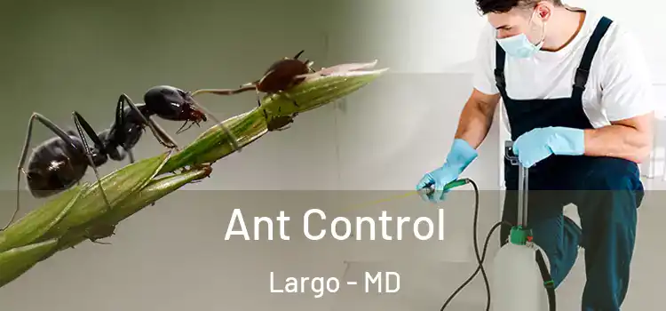  Ant Control Largo - MD