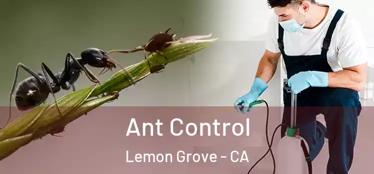  Ant Control Lemon Grove - CA