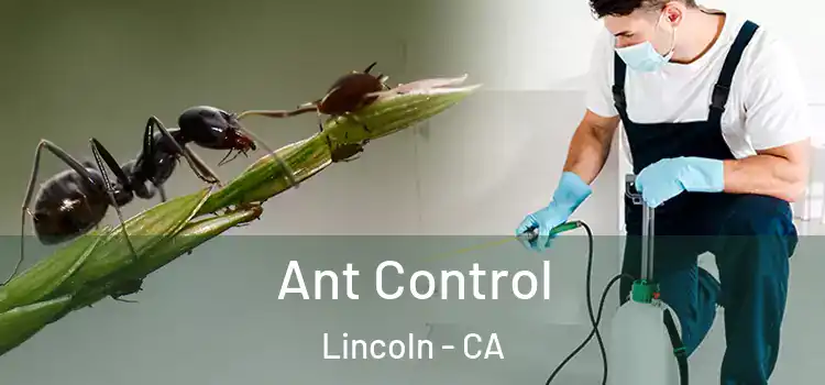  Ant Control Lincoln - CA