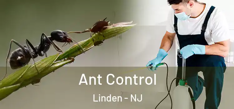  Ant Control Linden - NJ