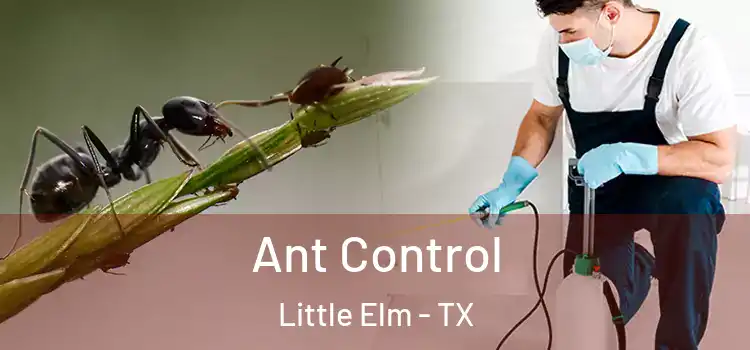 Ant Control Little Elm - TX