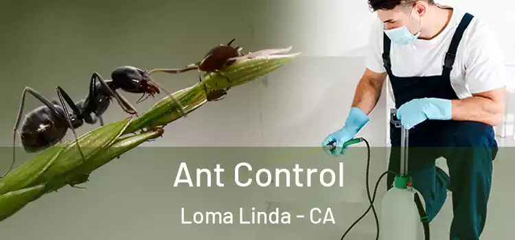 Ant Control Loma Linda - CA