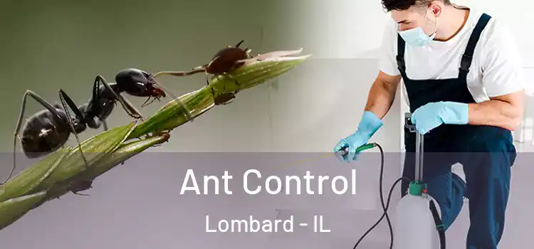 Ant Control Lombard - IL