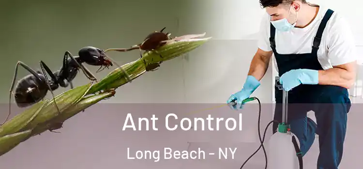 Ant Control Long Beach - NY