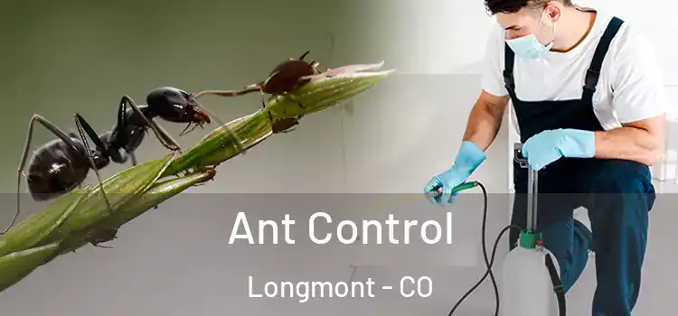 Ant Control Longmont - CO