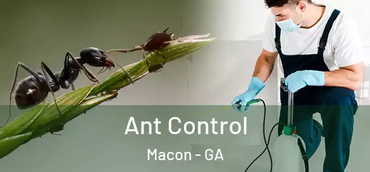 Ant Control Macon - GA