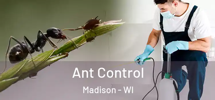 Ant Control Madison - WI