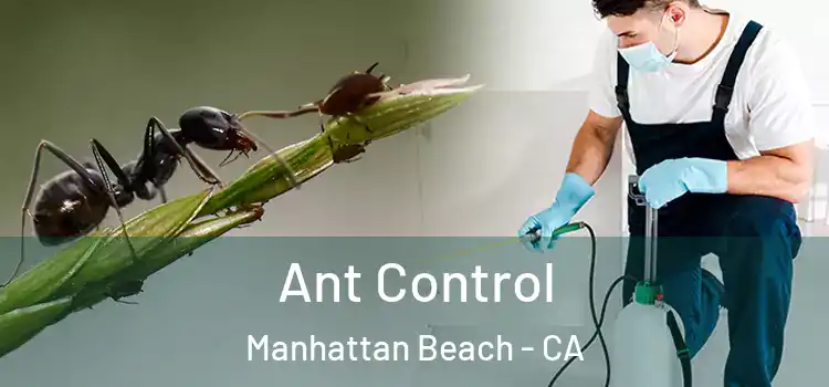 Ant Control Manhattan Beach - CA