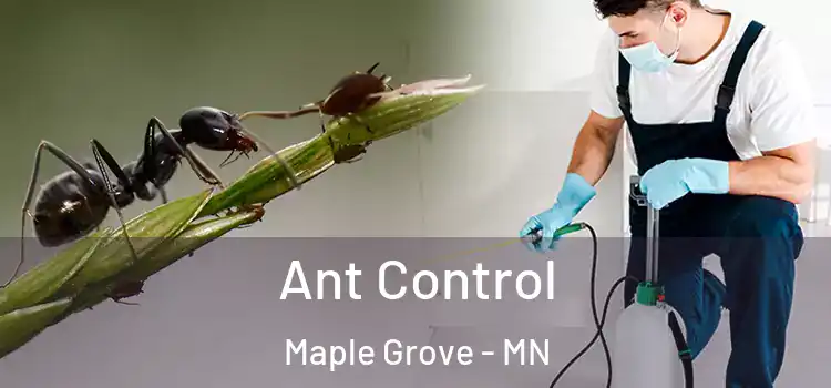  Ant Control Maple Grove - MN