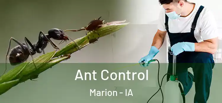  Ant Control Marion - IA