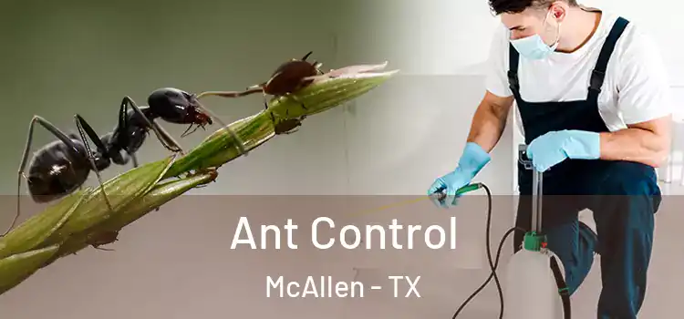Ant Control McAllen - TX