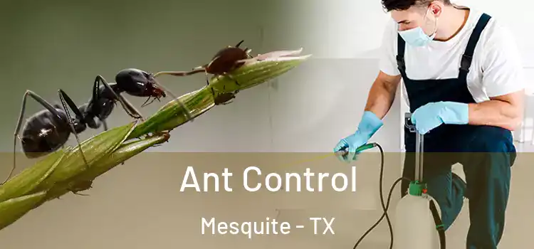  Ant Control Mesquite - TX
