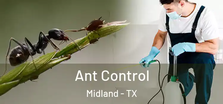 Ant Control Midland - TX