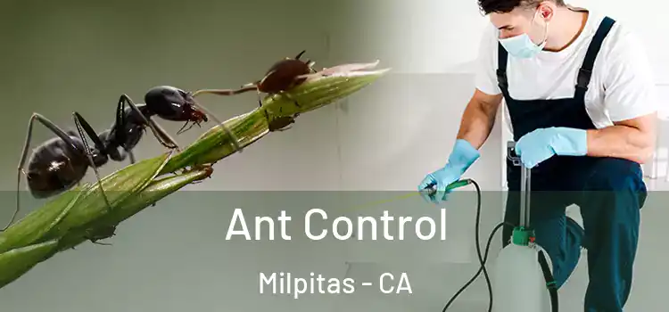  Ant Control Milpitas - CA