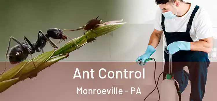  Ant Control Monroeville - PA