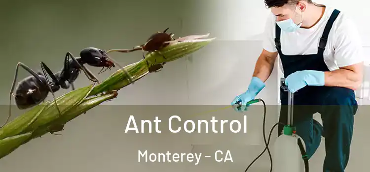  Ant Control Monterey - CA