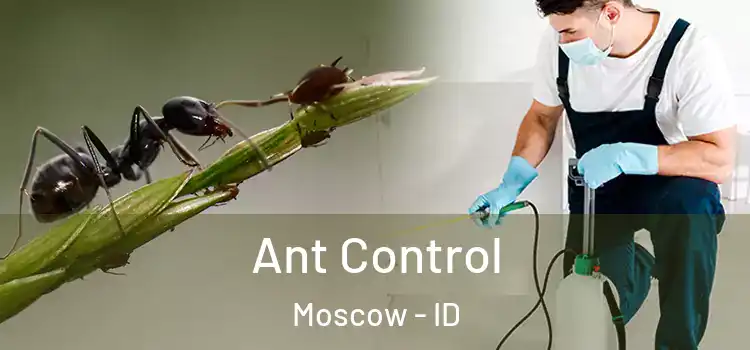 Ant Control Moscow - ID