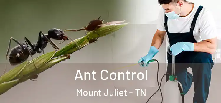  Ant Control Mount Juliet - TN