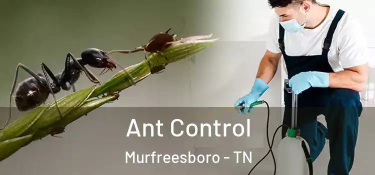  Ant Control Murfreesboro - TN