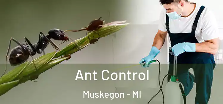  Ant Control Muskegon - MI