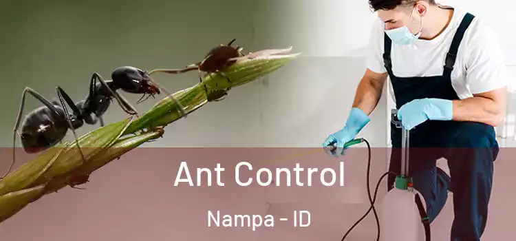  Ant Control Nampa - ID