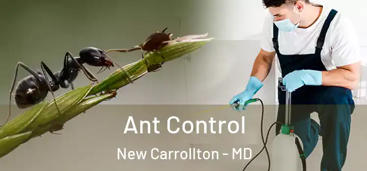  Ant Control New Carrollton - MD