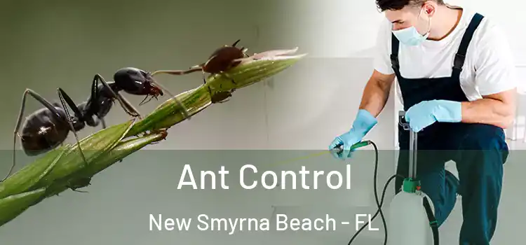  Ant Control New Smyrna Beach - FL