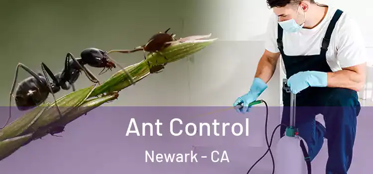  Ant Control Newark - CA