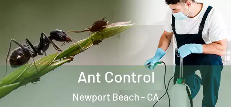 Ant Control Newport Beach - CA