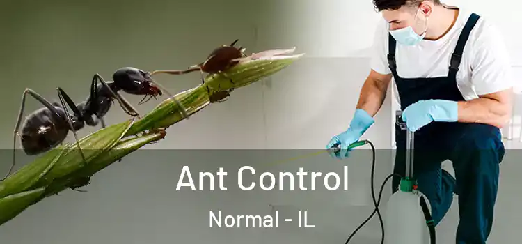  Ant Control Normal - IL