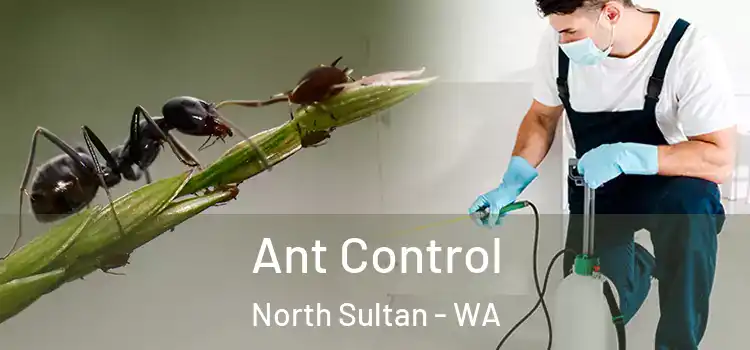  Ant Control North Sultan - WA