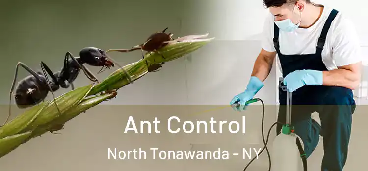 Ant Control North Tonawanda - NY