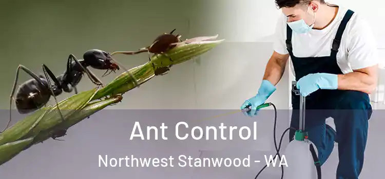  Ant Control Northwest Stanwood - WA