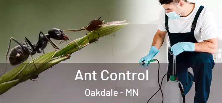  Ant Control Oakdale - MN