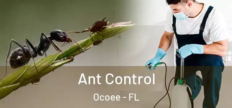  Ant Control Ocoee - FL